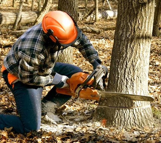 Tree Removal in Millwood, GA